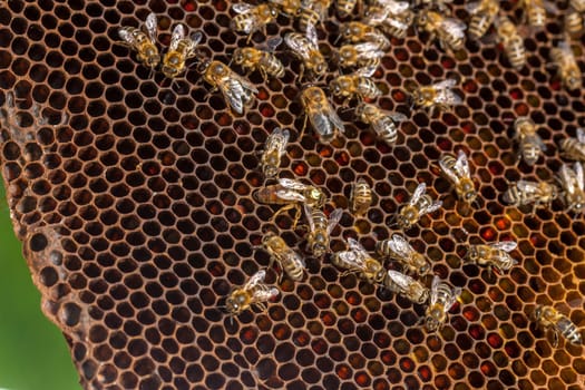 Queen bee - Beekeeping in the Czech Republic - honey bee, details of hive, honeycombs and bees, macro shot