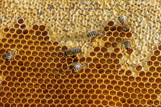 Queen bee - Beekeeping in the Czech Republic - honey bee, details of hive, honeycombs and bees, macro shot