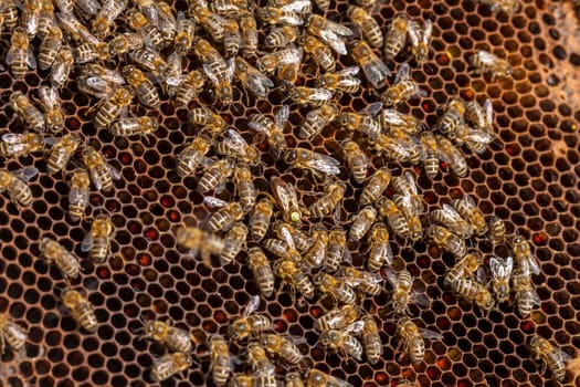 Queen bee - Beekeeping in the Czech Republic - honey bee, details of hive, honeycombs and bees, macro shot