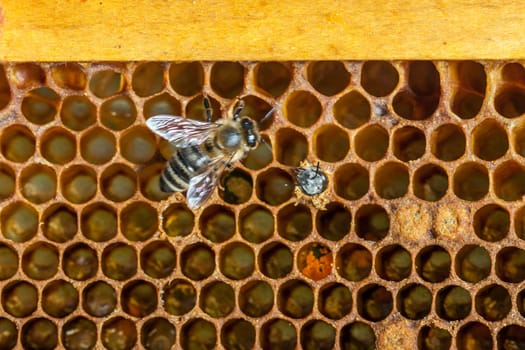 Queen bee - Beekeeping in the Czech Republic - honey bee, details of hive, honeycombs and bees, macro shot