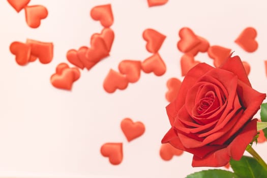 Valentine's day background,Red rose with red hearts and gift box on pink background,For card and wedding background. Copyspace
