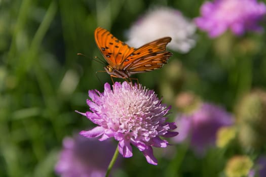 beautiful monarch butterfly fluttering over lilac flowers and thistles