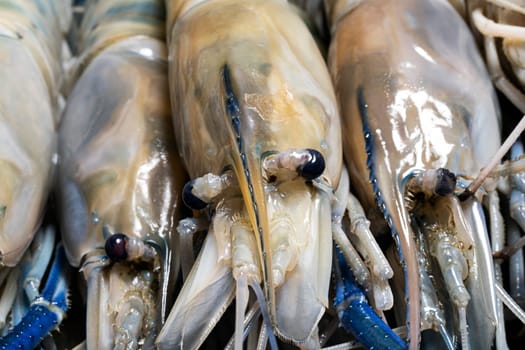 prawn raw blue  crustacean seafood head macro