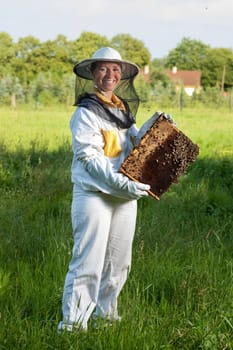 Beekeeping in the Czech Republic - honey bee, details of hive, honeycombs and bees - portrait