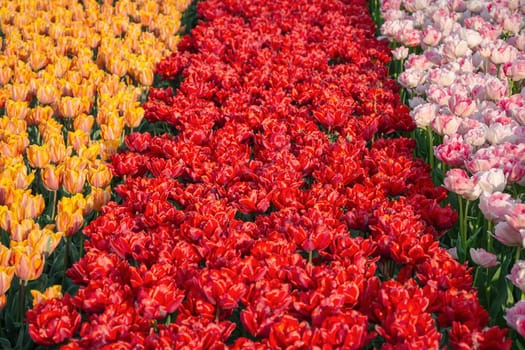Flowerbed of tulips in the garden. Springtime in Netherlands