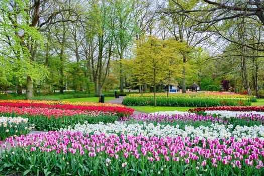 Spring in the park. Lisse, the Netherlands.