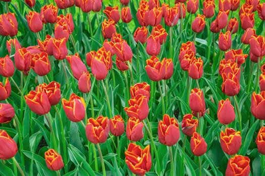 Flowerbed of tulips in the garden. Springtime in Netherlands