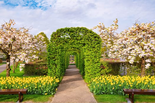 Spring in the park. Lisse, the Netherlands.