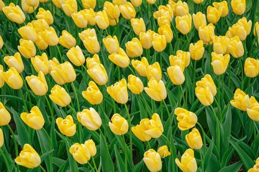Flowerbed of tulips in the garden. Springtime in Netherlands