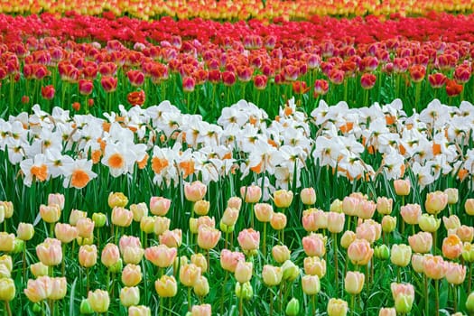 Flowerbed of tulips in the garden. Springtime in Netherlands