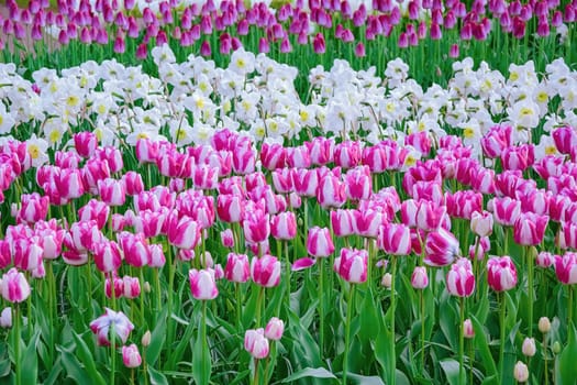 Flowerbed of tulips in the garden. Springtime in Netherlands