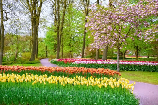 Spring in the park. Lisse, the Netherlands.