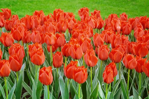Flowerbed of tulips in the garden. Springtime in Netherlands