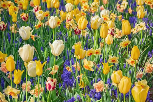Flowerbed of tulips in the garden. Springtime in Netherlands