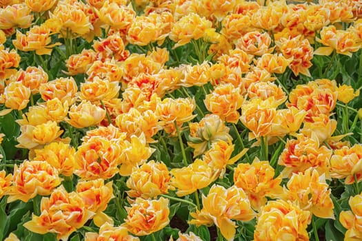 Flowerbed of tulips in the garden. Springtime in Netherlands