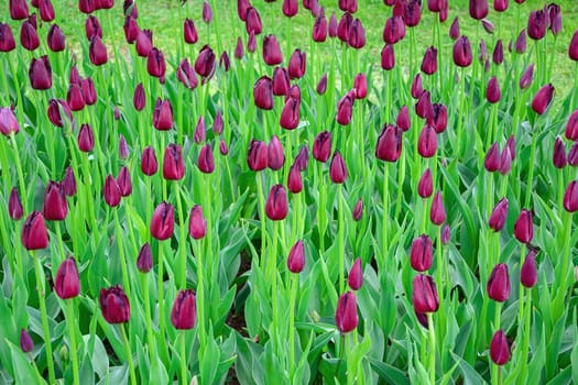 Flowerbed of tulips in the garden. Springtime in Netherlands
