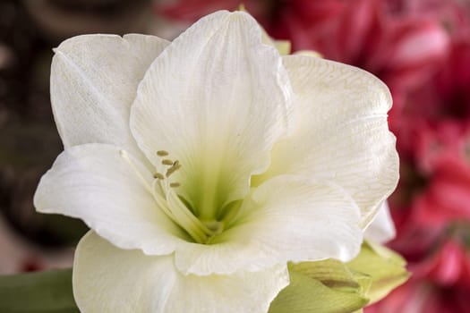 white amaryllis flower blooming in a natural garden