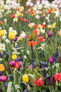 Fritillaria imperialis, hyacinths  and colorful tulips flowers blooming in a garden.