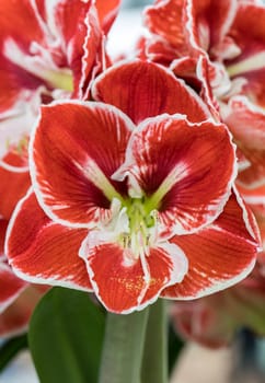 red and white amaryllis flower blooming in a natural garden