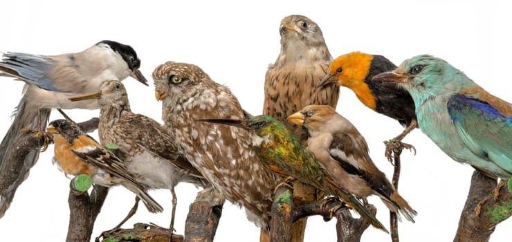 Many stuffed birds sit in a row on wooden branches isolated on white