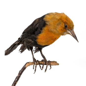 Stuffed orange black scarlet blackbird sits on a branch. Isolated on white