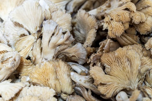 mushroom chanterelles macro ingredient fresh wild fungus tasty organic