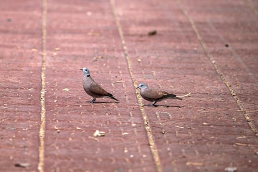dove floor sunny day outdoors bird gray nature