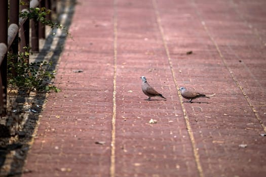 dove floor sunny day outdoors bird gray