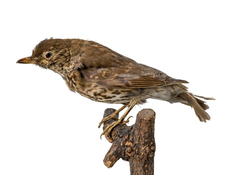 Stuffed European song thrush sits on a branch. Isolated on white