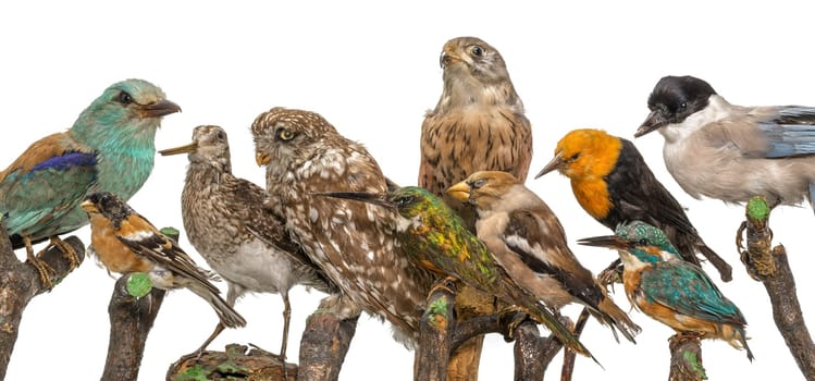 Many stuffed birds sit in a row on wooden branches isolated on white