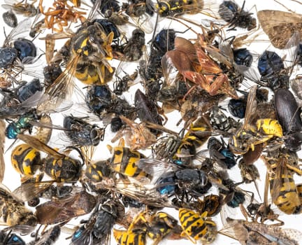 Many different colorful, dead insects are in one pile. Isolated on white