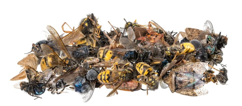 Many different colorful, dead insects are in one pile. Isolated on white