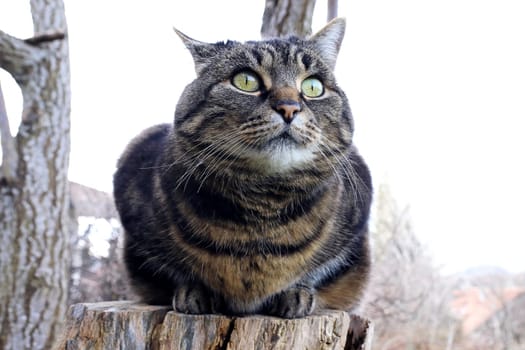 Portrait of a pretty little fat female cat