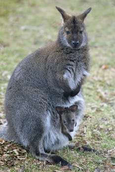 Bennett kangaroo Macropus rufogriseus with offspring