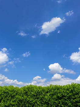 Green hedge in a garden, with blue sky and white clouds as background. Space for text.