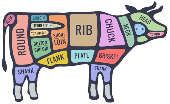 butcher cut meat beef food parts colorful illustration