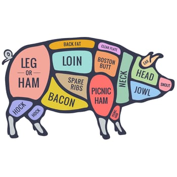 butcher cut meat pork  food parts colorful illustration