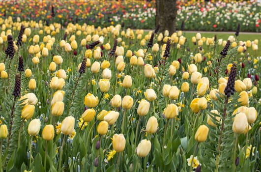 Fritillaria persica and yellow tulips flowers blooming in a garden