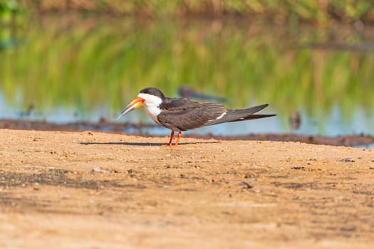 Black Skimmer on a sandbar in the Pantanal in Pantanal National Park in Brazil