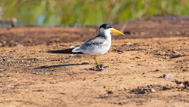 Large Billed Tern on a Sandbar in the River in Pantanal National Park in Brazil