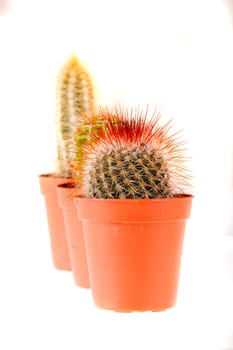 cactus isolated - in closeup