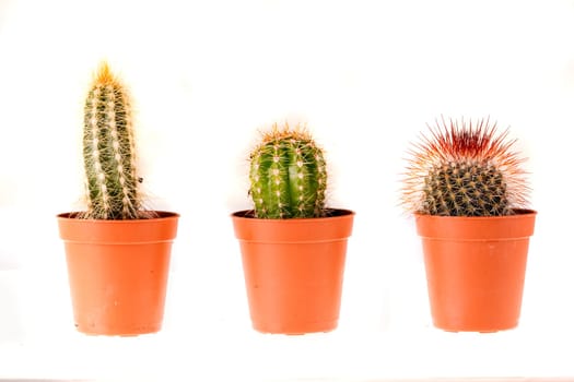 cactus isolated - in closeup