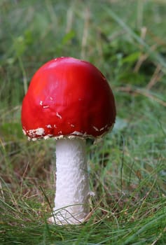 Toadstool Amanita muscaria