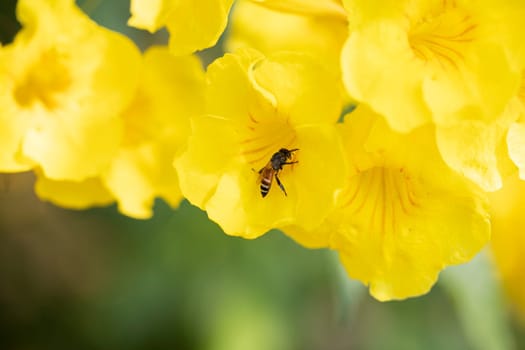 scientific name tecoma stans yellow flowers wasp inspect