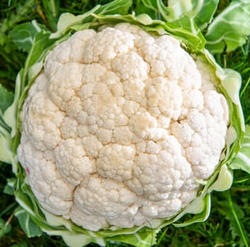 delicious organic cauliflower on the grass