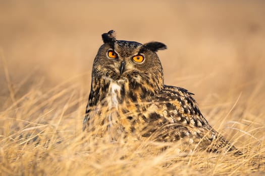 Curious eurasian eagle-owl, bubo bubo, with ears observing on a sunny autumnal day. Alert wild bird of prey with brown feathers and large orange eyes sitting in the grass.