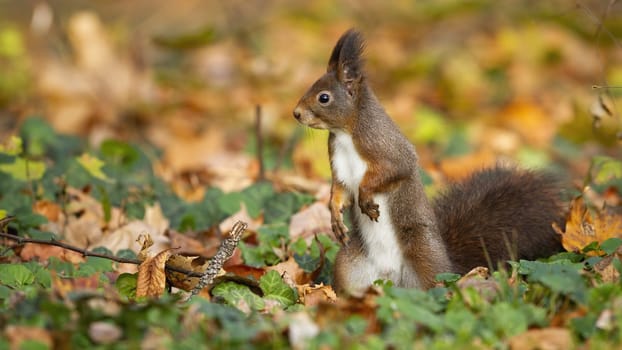Curious red squirrel, sciurus vulgaris, keeping an eye on the autumn surroundings of the park. Adorable rodent looking for something to eat among the autumn leafs. Little creature in the nature.