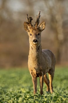 Roe deer stag at sunset with winter fur. Roebuck on a field with blurred background. Wild animal in nature.