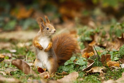 Adorable red squirrel, sciurus vulgaris, standing on the dry foliage. Orange rodent having a guard in the park. Little creature looking for some nuts. Concept of astuteness.