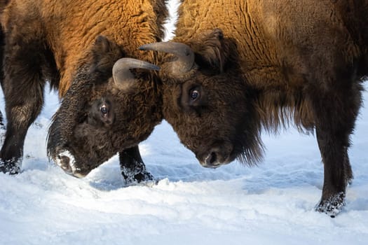 Strong wood bisons, bison bonasus, fighting on snow and pushing against each other with horns in a close-up shot. Wild mammal with long brown fur and massive bodies struggling.